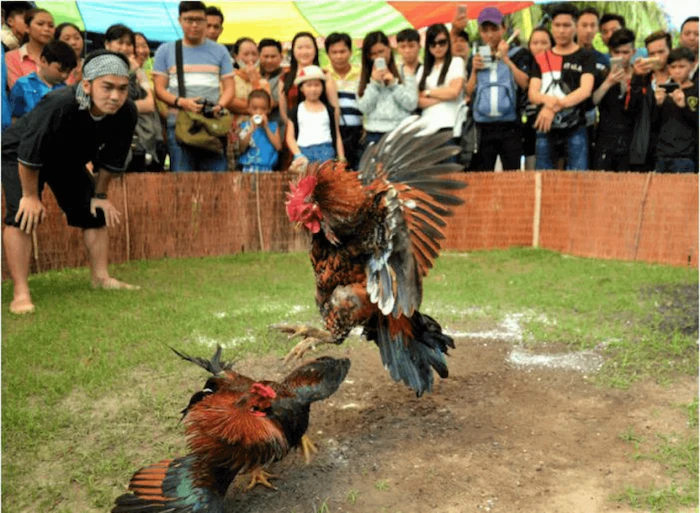 Lễ hội chọi gà truyền thống